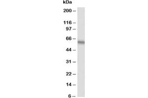 Western blot testing of Alkaline Phosphatase antibody at 0. (Alkaline Phosphatase Antikörper  (AA 21-35))