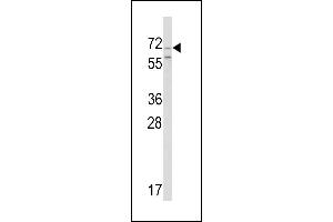 Western blot analysis of hromogranin-C Antibody (Center) (ABIN390767 and ABIN2841025) in Ramos cell line lysates (35 μg/lane). (SCG2 Antikörper  (AA 246-274))