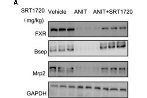 SRT1720 restored the protein expressions of FXR, Bsep, and Mrp2 in mice total livers. (NR1H4 Antikörper  (AA 175-280))
