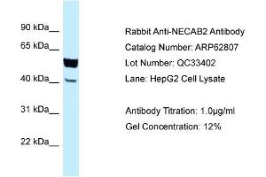 Western Blotting (WB) image for anti-N-terminal EF-Hand Calcium Binding Protein 2 (NECAB2) (C-Term) antibody (ABIN2789251) (NECAB2 Antikörper  (C-Term))