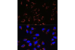 Immunofluorescence analysis of U-2 OS cells using Peroxiredoxin 3 (PRDX3) (PRDX3) Rabbit mAb (ABIN7269237) at dilution of 1:100 (40x lens). (Peroxiredoxin 3 Antikörper)