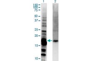 Western Blot analysis of DAZAP2 expression in transfected 293T cell line by DAZAP2 monoclonal antibody (M06), clone 8G5. (DAZAP2 Antikörper  (AA 1-168))