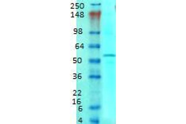SLC1A1 antibody  (AA 1-524)