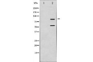 Western blot analysis of PI3-kinase p85-alpha/gamma expression in H2O2 treated COS7 whole cell lysates,The lane on the left is treated with the antigen-specific peptide.