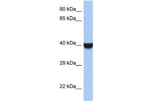 WB Suggested Anti-TMED8 Antibody Titration: 0. (TMED8 Antikörper  (Middle Region))