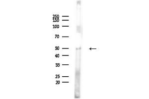 anti-Berardinelli-Seip Congenital Lipodystrophy 2 (Seipin) (BSCL2) (Internal Region) antibody