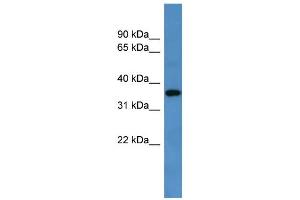 WB Suggested Anti-Gpr88 Antibody Titration: 0. (GPR88 Antikörper  (C-Term))