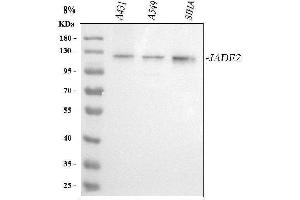 Western blot analysis of PHF15/JADE2 using anti-PHF15/JADE2 antibody (ABIN7601467).