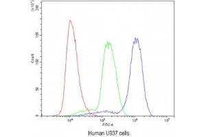 Flow Cytometry (FACS) image for anti-Adenosine Kinase (ADK) antibody (ABIN5647004)