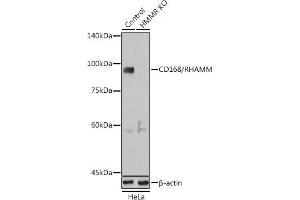 Western blot analysis of extracts from normal (control) and CD168/RHAMM Rabbit pAb knockout (KO) HeLa cells, using CD168/RHAMM Rabbit pAb antibody (ABIN6131278, ABIN6141879, ABIN6141880 and ABIN6216074) at 1:1000 dilution. (HMMR Antikörper  (AA 1-300))