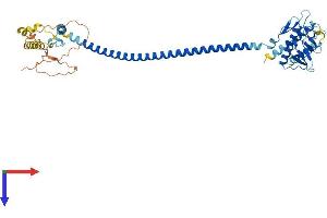 Beclin 1 Protein (AA 1-448) (His tag)
