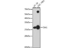 Western blot analysis of extracts of various cell lines, using Cdx1 antibody (ABIN7266151) at 1:1000 dilution. (CDX1 Antikörper)