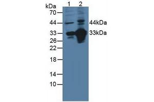 Figure. (CD46 Antikörper  (AA 147-285))