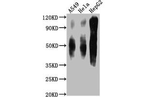 Western Blot Positive WB detected in: A549 whole cell lysate, Hela whole cell lysate, HepG2 whole cell lysate All lanes CD63 antibody at 1:1000 Secondary Goat polyclonal to mouse IgG at 1/50000 dilution Predicted band size: 30-120 KD KDa Observed band size: 30-120 KD KDa Exposure time:1 min (CD63 Antikörper  (AA 103-203))