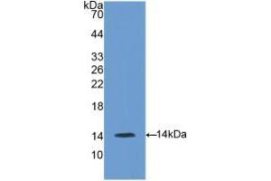 Western blot analysis of recombinant Mouse GnRH.