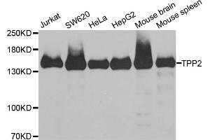Western blot analysis of extracts of various cell lines, using TPP2 antibody (ABIN5973821) at 1/1000 dilution. (Tpp2 Antikörper)