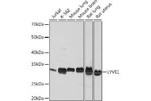 Western blot analysis of extracts of various cell lines, using LYVE1 Rabbit mAb (ABIN1682995, ABIN3018843, ABIN3018844 and ABIN7101671) at 1:1000 dilution. (LYVE1 Antikörper)