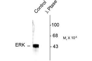 Image no. 1 for anti-Mitogen-Activated Protein Kinase 3 (MAPK3) (pThr202), (Tyr204) antibody (ABIN372623) (ERK1 Antikörper  (pThr202, Tyr204))