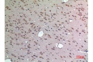 Immunohistochemistry (IHC) analysis of paraffin-embedded Rat Brain, antibody was diluted at 1:100. (Apelin Antikörper  (C-Term))