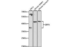Western blot analysis of extracts of various cell lines, using SIRT6 antibody (ABIN6134064, ABIN6147800, ABIN6147801 and ABIN6223284) at 1:1000 dilution. (SIRT6 Antikörper  (C-Term))