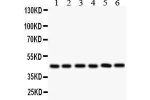 Anti- CD25/IL-2sR Alpha antibody, Western blottingAll lanes: Anti CD25/IL-2sR Alpha  at 0. (CD25 Antikörper  (N-Term))