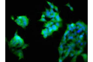 Immunofluorescence staining of 293 cells with ABIN7161486 at 1:200, counter-stained with DAPI. (ASAH2 Antikörper  (AA 255-506))
