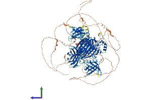 INPP5D Protein (AA 1-1191) (His tag)