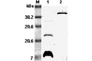 Western blot analysis using anti-RELM-β (mouse), pAb  at 1:5'000 dilution. (RETNLB Antikörper)