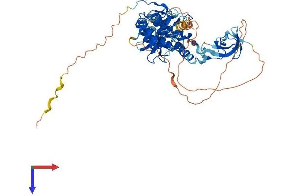 CLIP3 Protein (AA 1-547) (His tag)