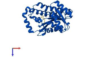 HPGD Protein (AA 1-266) (His tag)