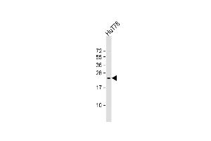 Anti-BATF3 Antibody (Center) at 1:2000 dilution + HuT78 whole cell lysate Lysates/proteins at 20 μg per lane. (BATF3 Antikörper  (AA 58-89))