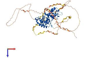 Cyclin K Protein (CCNK) (AA 1-580) (His tag)