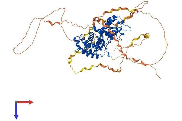 Cyclin K Protein (CCNK) (AA 1-580) (His tag)