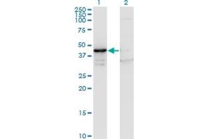 Western Blot analysis of MAPK13 expression in transfected 293T cell line by MAPK13 monoclonal antibody (M13), clone 3H7. (MAPK13 Antikörper  (AA 1-365))