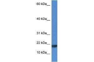 WB Suggested Anti-Iscu Antibody Titration: 1.