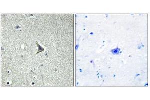 Immunohistochemistry analysis of paraffin-embedded human brain tissue using GPR137C antibody. (GPR137C Antikörper  (Internal Region))
