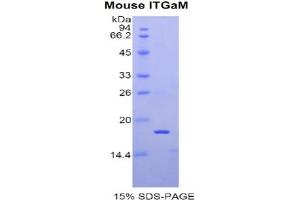 SDS-PAGE analysis of Mouse Integrin alpha M (ITGAM) Protein. (CD11b Protein)