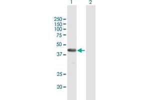 Western Blot analysis of FAM62B expression in transfected 293T cell line by FAM62B MaxPab polyclonal antibody. (FAM62B Antikörper  (AA 1-358))