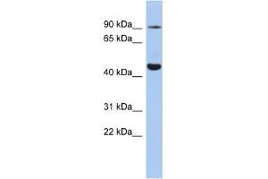 WB Suggested Anti-KCNH2 Antibody Titration:  0. (KCNH2 Antikörper  (Middle Region))