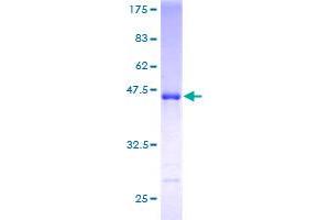 NUDT3 Protein (AA 1-172) (GST tag)