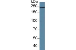 Detection of TCHH in Rat Tongue lysate using Polyclonal Antibody to Trichohyalin (TCHH) (Trichohyalin Antikörper  (AA 1851-1943))