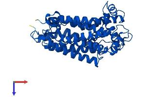 Cytochrome b Protein (AA 1-381) (His tag)