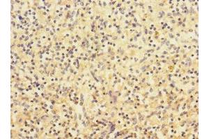 Immunohistochemistry of paraffin-embedded human spleen tissue using ABIN7161344 at dilution of 1:100 (CHRNA2 Antikörper  (AA 27-264))