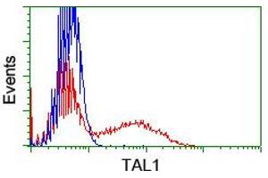 Image no. 2 for anti-T-Cell Acute Lymphocytic Leukemia 1 (TAL1) antibody (ABIN1501287) (TAL1 Antikörper)