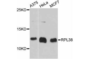Western blot analysis of extracts of various cell lines, using RPL38 antibody (ABIN6293908) at 1:3000 dilution. (RPL38 Antikörper)