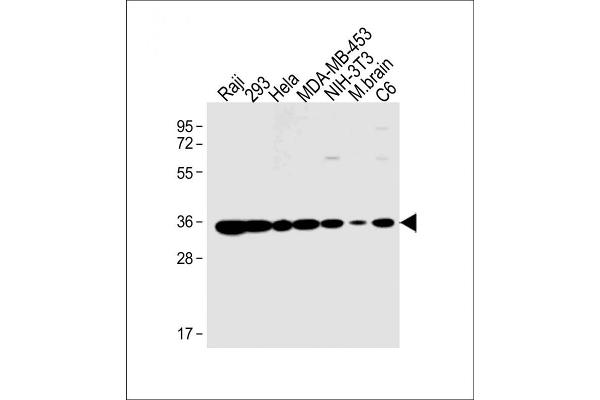 Prohibitin 2 anticorps  (AA 225-255)