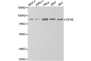 Western blot analysis of extracts of various cell lines, using EIF4B antibody. (EIF4B Antikörper)