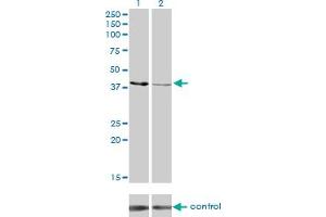 Western blot analysis of CKMT1B over-expressed 293 cell line, cotransfected with CKMT1B Validated Chimera RNAi (Lane 2) or non-transfected control (Lane 1). (CKMT1B Antikörper  (AA 327-417))
