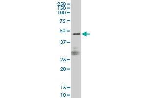 SIRPA monoclonal antibody (M01), clone 1D10 Western Blot analysis of SIRPA expression in IMR-32 . (SIRPA Antikörper  (AA 28-507))