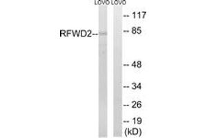 Western blot analysis of extracts from LOVO cells, using RFWD2 Antibody.